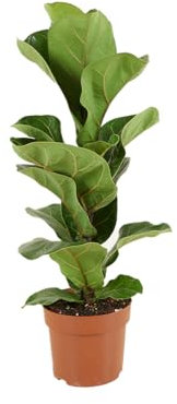 Bloomique - Ficus lyrata ‘Bambino’ - Pianta a foglia di violino - Pianta da interno - Purifica l’aria - Facile da curare - Alta 30-40 cm - Vaso 12 cm