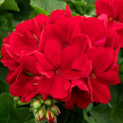 100 graines de géranium rouge