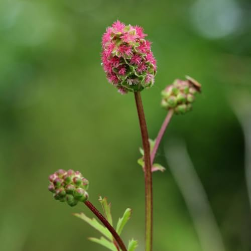 50 Graines de Pimprenelle – Sanguisorba minor L - Salad Burnet - Vivace et Aromatique - Fleur Jardin - 346