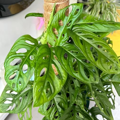semillas de monstera - perennes resistentes decoracion jardín 30pcs