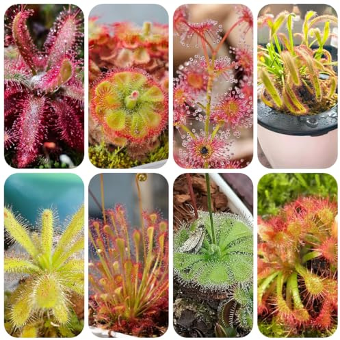 sonnentau, drosera capensis, fleischfressende hochbeet steingartenpflanzen winterhart bodendecker 400samen