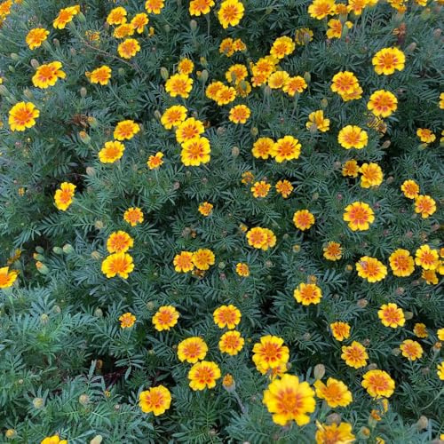 Semi di tagete - balcone esotico resistente varietà tradizionali decorazione giardino 1000pcs