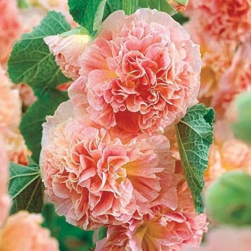 50 semi di malva Pesche e sogni Semi di agrifoglio (perenni)