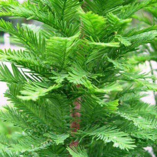5 SEMI di Cipresso calvo NORD Taxodium distichum