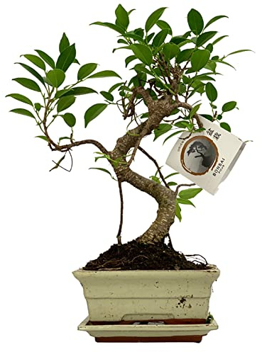 Zynesflora Bonsai Baum S-Form Keramik Schale Ø 15 cm - Höhe: 30-35 cm - Luftreinigende Zimmerpflanze Dekoration Entspannung