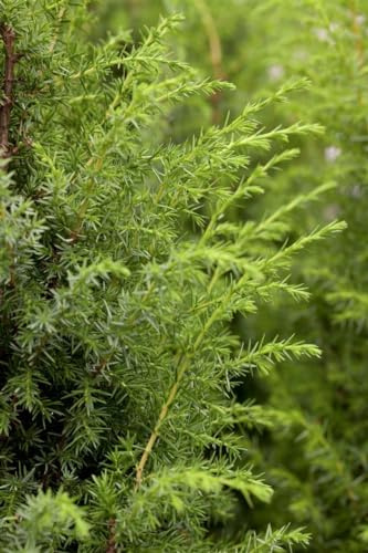 Gemeiner Wacholder Juniperus communis 80-100 cm Heckenpflanze winterhart