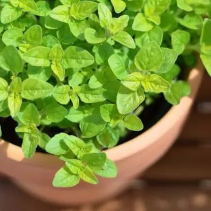 Herb Seeds - Sweet Marjoram - 2000 Seeds + freebie + Plant tag (Tender Perennial Aromatic)