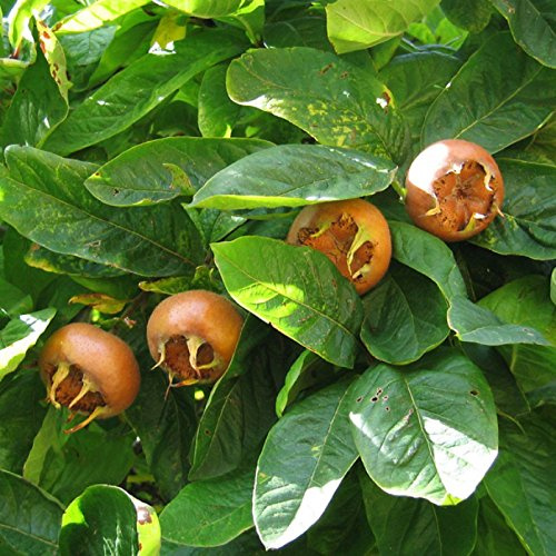 5 SEMI di nespola Mespilus Germanica