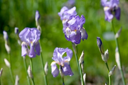 Iris pallida ssp. dalmatica 11x11 cm Topf – Winterhart & Mehrjährig & Pflegeleicht – Dalmatinische Schwertlilie – Staude für Beet & Rabatte