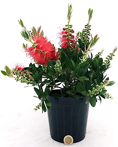 POWERS TO FLOWERS - CALLISTEMOM LAEVIS, CALLISTEMONE IN VASO 14 CM, pianta vera