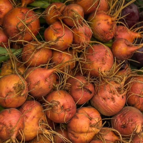 Semillas de remolacha orgánicas, Semillas de remolacha, Beta vulgaris, balcón de invierno raras 200pcs