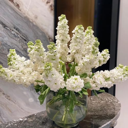 levkojen schattenpflanzen garten winterhart kräuterpflanzen wildblumen balkonblumen frühlingsblumen indoor kräutergarten exotische zimmerpflanzen usambaraveilchen kräutersamen 350samen