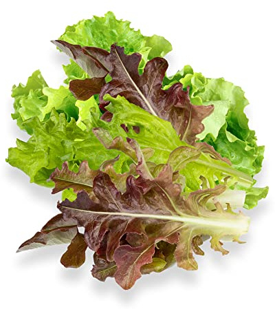 Gourmet Looseleaf Lettuce Blend - Complete Seed Pod Plugs with Plant Food - 10 Pods for Hyrdoponic Gardens, Click and Grow, Lettuce Grow and Outdoor Gardens