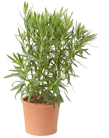 Adelfa Rosa Planta Natural Fácil de Cuidar