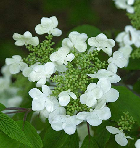 Japanischer Schneeball St. Keverne 100-125cm - Viburnum plicatum - lebende Gartenpflanze aus den Baumschulen