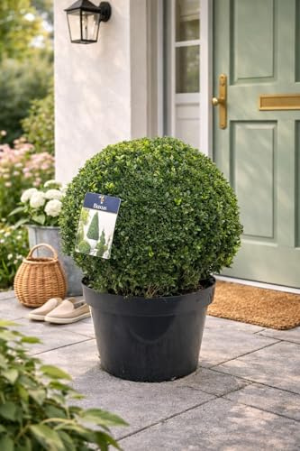 Buchsbaumkugel 40 cm Ø – Pflegeleichte, Immergrüne Buxus-Kugel für Garten & Terrasse – Wetterfest, UV-beständig & Ideal für stilvolle Dekoration im Außenbereich