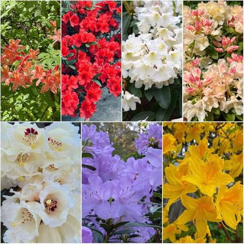 semillas de rododendro perennes perennes resistentes de azalea resistentes jardín semillas rododendro balcón 400pcs