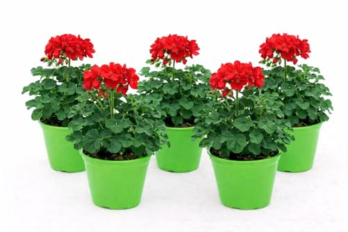 POWERS TO FLOWERS -GERANIO EDERA DOPPIO HERCULES, PELARGONIUM, 5 PIANTE VASO 14, ROSSO, piante vere