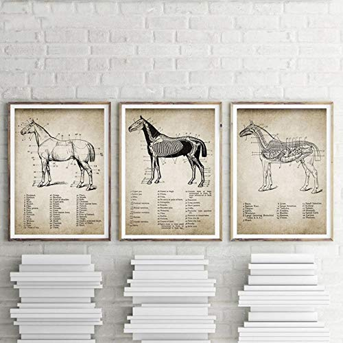 None brand Vintage Pferd Anatomie Leinwand Poster Drucken Pferd Anatomie Illustration Wandkunst Gemälde Reiter Bilder Home Room Wanddekoration No Frame-40X50cmX3