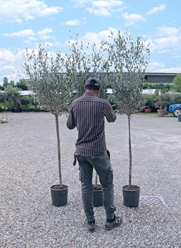 Ulivo Olivo Leccino Olea europea età 4 anni alberello CERTIFICATO in vaso ø26 cm FOTO REALI Vivaio di Castelletto