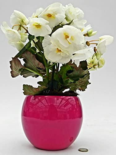 POWERS TO FLOWERS - BEGONIA BIANCA, IN VASO CERAMICA SFERICO FUCSIA, pianta vera