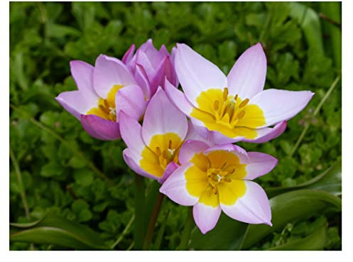20x Dwarf Tulip Saxatilis Bakeri Lilac Wonder Bulbs Early Spring Flowering Beautiful Purple Botanical Tulipa Flowers for Rockery Garden Patio Balcony