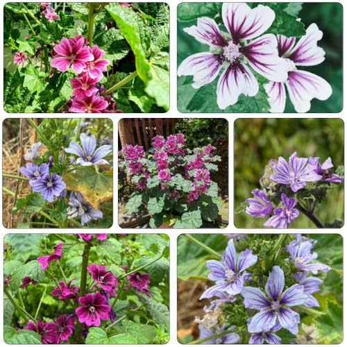 semillas de malva bonsái de interior balcón invernadero colgantes jardín cortadas silvestres balcón reverdecimiento tejados semillas perennes 500pcs