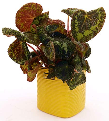 POWERS TO FLOWERS - BEGONIA REX' SIZEMOREA IN VASO CERAMICA CUBICO, VASO 13CM pianta vera