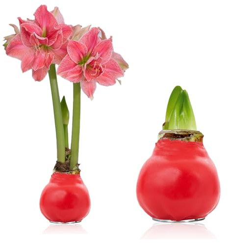 Amaryllis en Wax Romance - (1 pièce) Bulbe d'Amaryllis en cire rouge en grand format 30/32 - Mélange exclusif de vraies plantes de Hollande - Hippeastrum (sans graines - non artificielles)