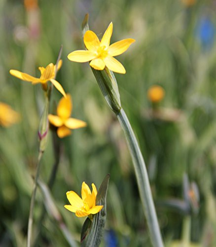 WASSERPFLANZEN WOLFF - Sisyrinchium californicum - Binsenlilie, gelb - Grasschwertel - QUALITÄTSSTAUDE im 9er Topf