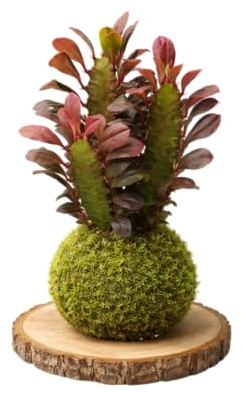 Euphorbia Trigona en Kokedama Natural – Cactus Vivo de Interior | DECOALIVE