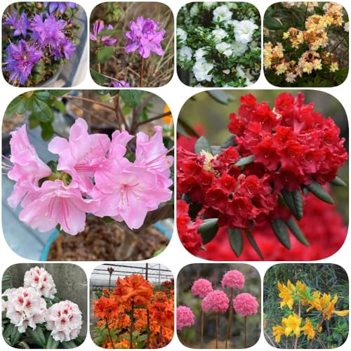 Semi di rododendro e azalea - semi di selvatici giardino arbusti resistenti arbusti ornamentali resistenti decorazioni da giardino per esterni 60pcs