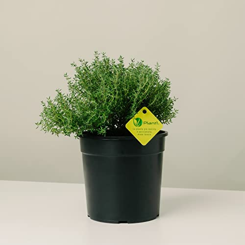 PLANTI’ TIMO OFFICINALIS Pianta Vera da Esterno Piante Aromatiche da Cucina, ideale per Insaporire i Vostri Piatti o per Ornare il Giardino di Casa. 6 Mesi di Concimazione con Sistema Plantì