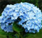 Generic Fresh 100 piezas de semillas de geranio para plantar azul cielo