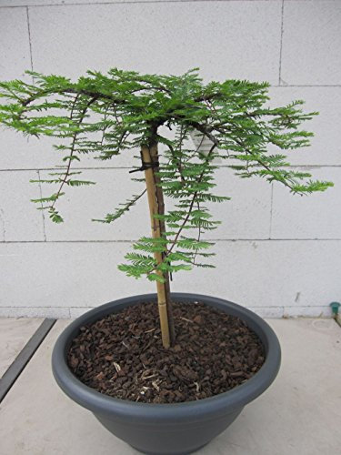 Metasequoia glyptostroboides Miss Grace - Hängender Urweltmammutbaum Miss Grace