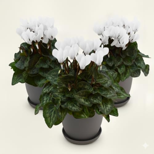 Set 3 Piante di Ciclamino Bianco in Vaso – Pianta Ornamentale da Interno ed Esterno – Fioritura Autunnale e Invernale, Fiore Elegante e Resistente, Idea Regalo Naturale per Casa e Giardino