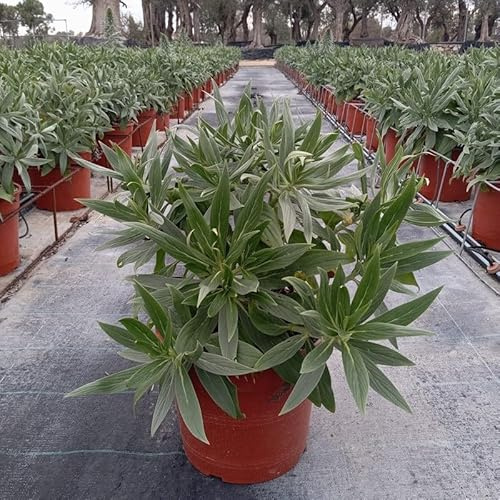 Pianta Echium Fastuosum