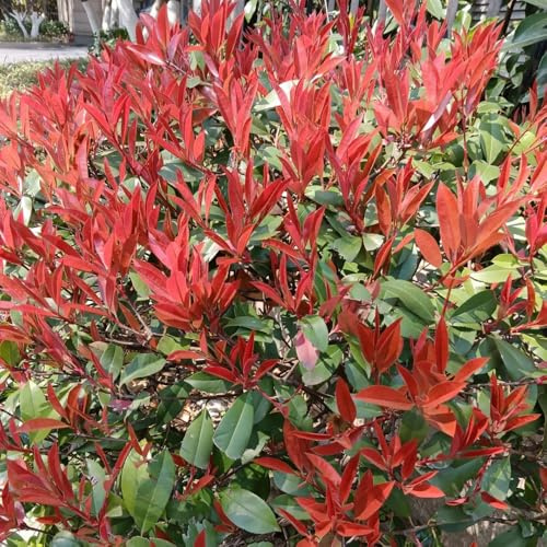 Semi Photinia red robin - di balcone parterre estate 300pcs