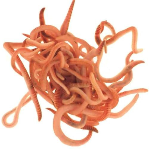 Wiggly Wigglers Composting Worms And Bedding Block, Garden Worms For Raised Beds, Live Worms For Composting, Wiggler Worm, Worms For Gardening (750g)