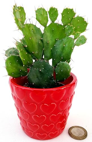 OPUNTIA BRASILIENSIS, FICO D'INDIA MICRO IN VASO CERAMICA CUORI, IDEALE PER SCRIVANIA, piante vere