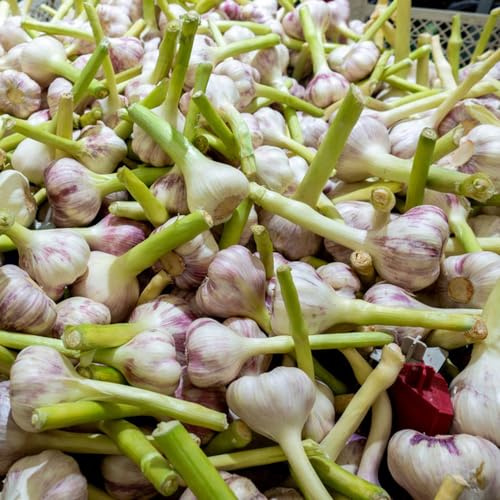semillas de ajo de invierno variedades antiguas balcón invernadero semillas verdes extraño regalos sostenibles jardín del balcón jardín 100pcs