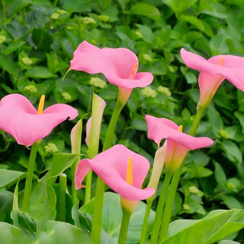 calla riverdimento tetti ufficio giardino rocce giardino balcone decorazione balconi resistenti esotici 4Bulbi