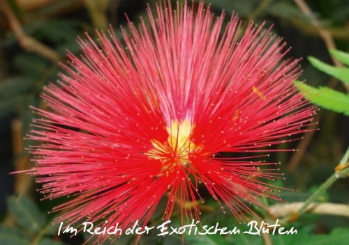 Im Reich der Exotischen Blüten (Tischaufsteller DIN A5 quer): Beeindruckene Fotos von Exotischen Blüten (Tischaufsteller, 14 Seiten) (CALVENDO Natur) [Taschenbuch] [Jun 10, 2013] Herkenrath, Sven