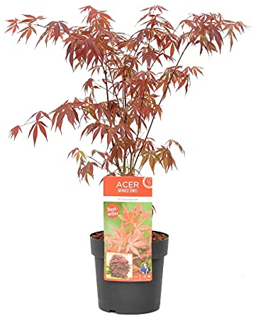 Bloomique - Acer Palmatum Atropurpureum - Japanischer Ahorn - Buntes Laub - Gartenpflanzen - Winterhart - 50-70 cm Hoch - Topf 19 cm