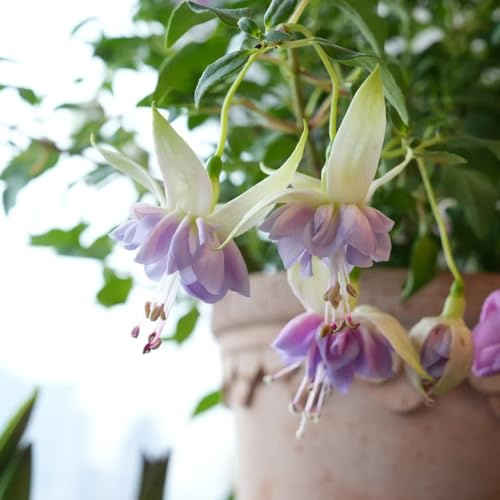 fuchsien kaufen, balkon garten winterhart, exotisch mehrjährig, kletterpflanzen bio 250samen