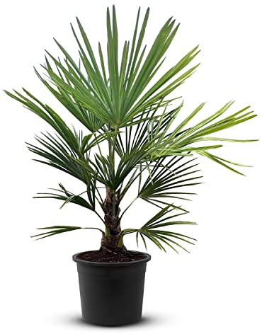Tropictrees Trachycarpus Fortunei | Palme | 20-30 cm Stammhöhe | Höhe 130cm | Bis zu 400 cm | Gelbe Blüten | Dunkelblaue Früchte | Winterharte Pflanze