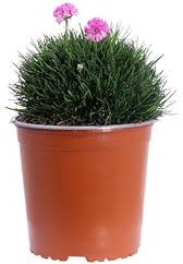 Pianta di Armeria Maritima pianta da fiore varie colorazioni pianta da esterno pianta vera di Armeria pianta ornamentale venduta da eGarden.store (Fucsia v.17 cm)