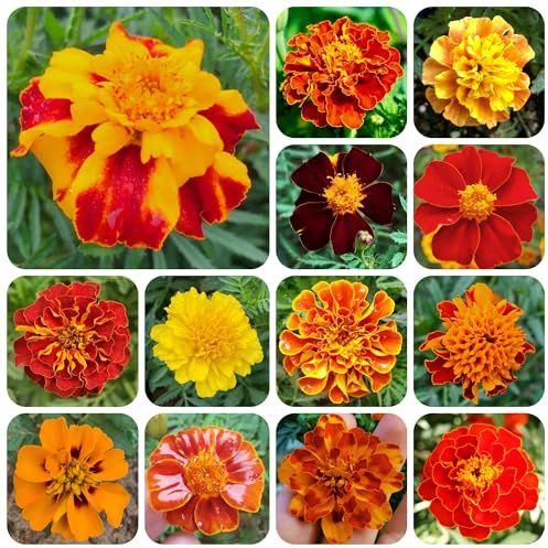 semi di tagete tagete to perenni di calendula biologici da giardino, ornamentali decorazione primaverile, 300pcs