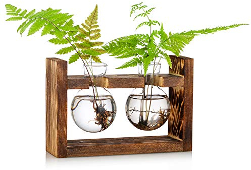 Propagation Station 2 Pcs Bulb Vase Glass Sweet Pea Vase for Flowers Terrarium Jar Planter with Wooden Rack Stand Holders for Green Water Plants Fit for Home Kitchen Table Desk Indoor Decor