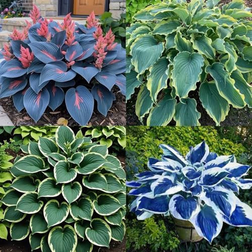 Hosta Bulbs for Slae UK/Hosta Plant Root Excellent Display Indoor Perennial Balcony Garden Bulbs Can Be Potted-4bulbs-B